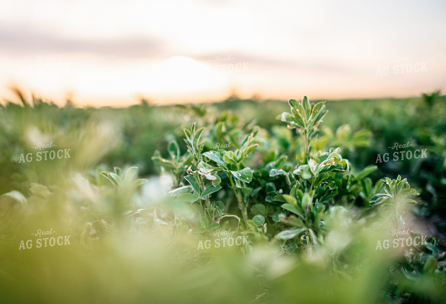 Alfalfa Field 56612