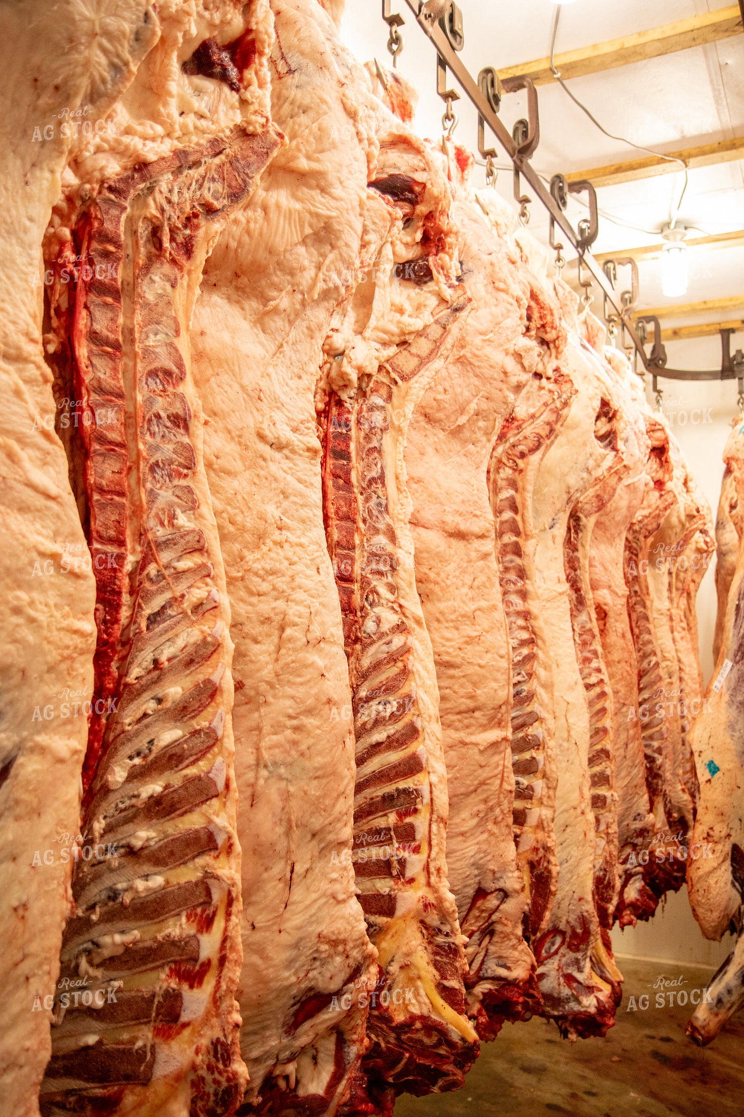 Processing Meat 67510