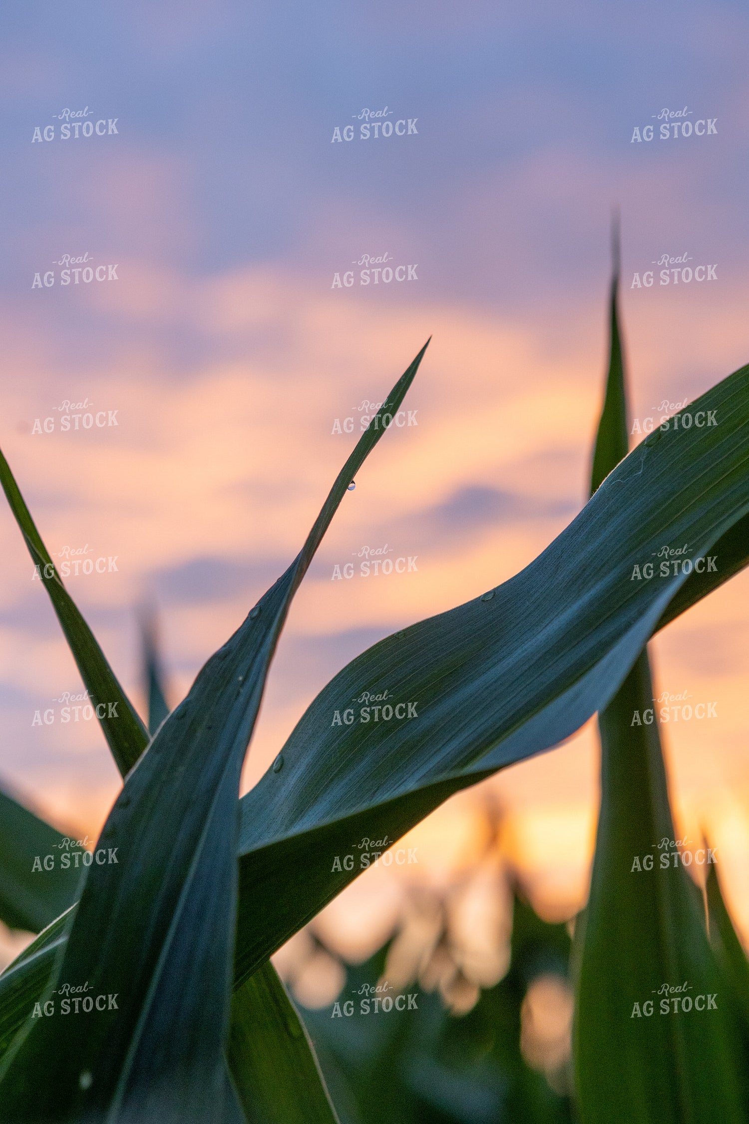 Corn Leaves at Sunset 77274