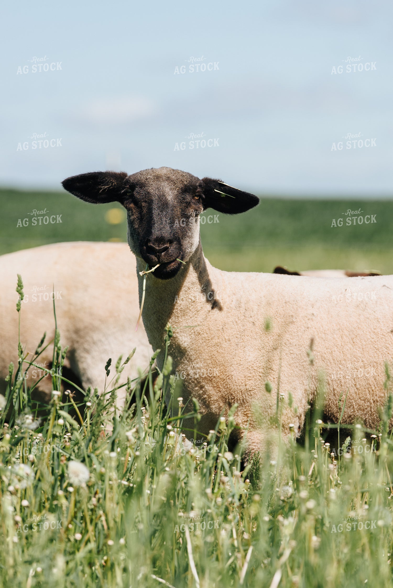 Sheep in Pasture 68076