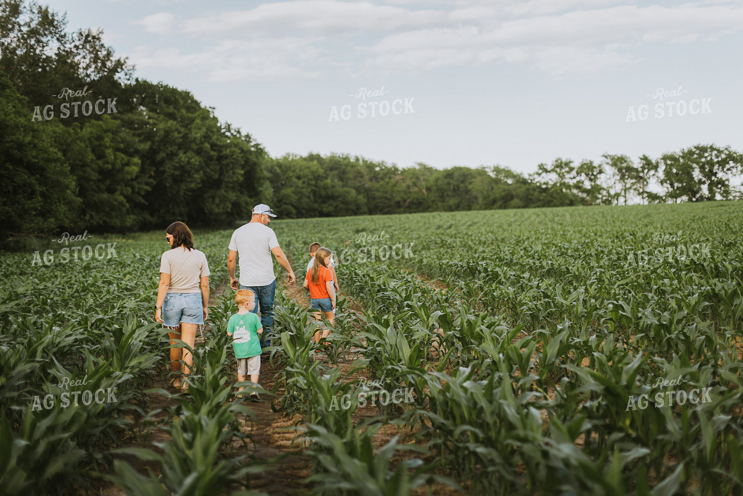 Farm Family Checking Corn 8730