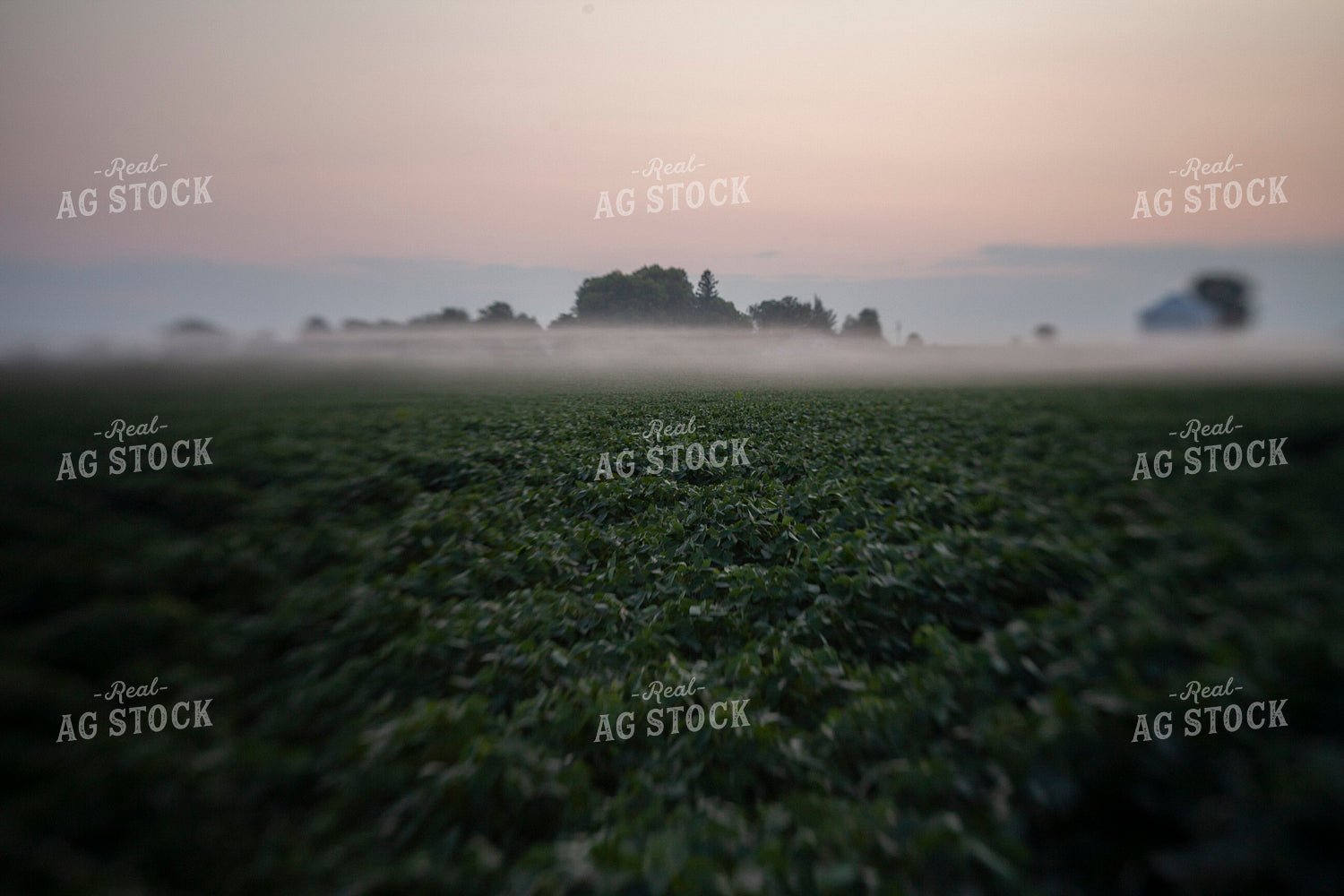 Soybeans - Mid-Season 1500