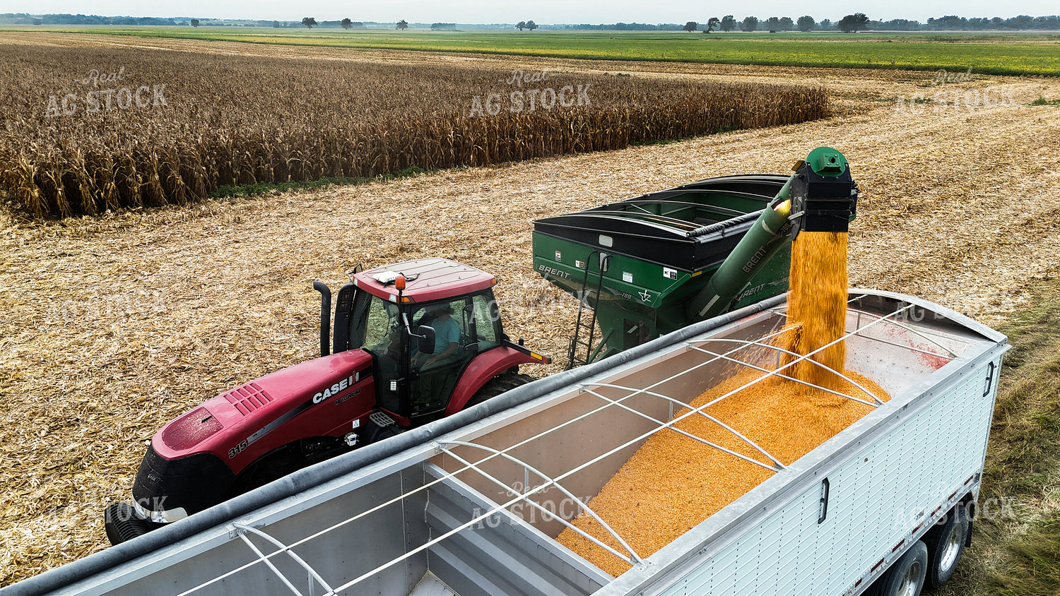 Corn Harvest 191272