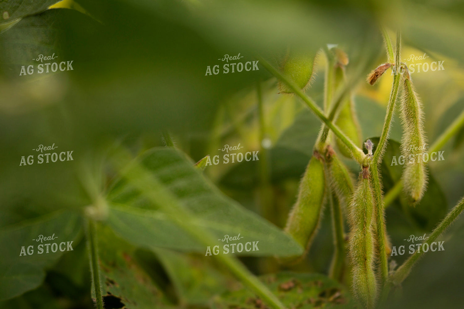 Soybeans - Mid-Season 4919