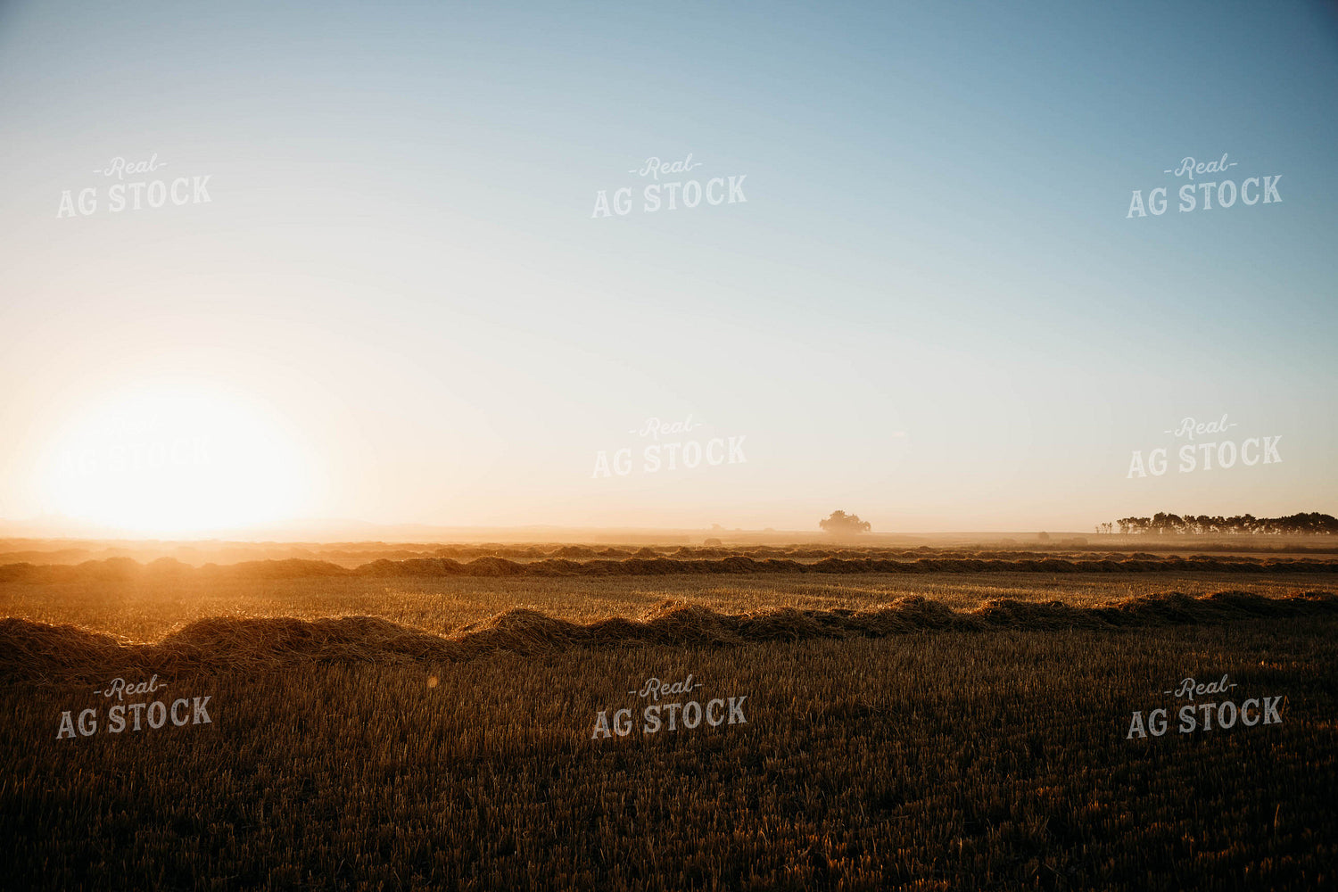 Cut Wheat Straw 152179