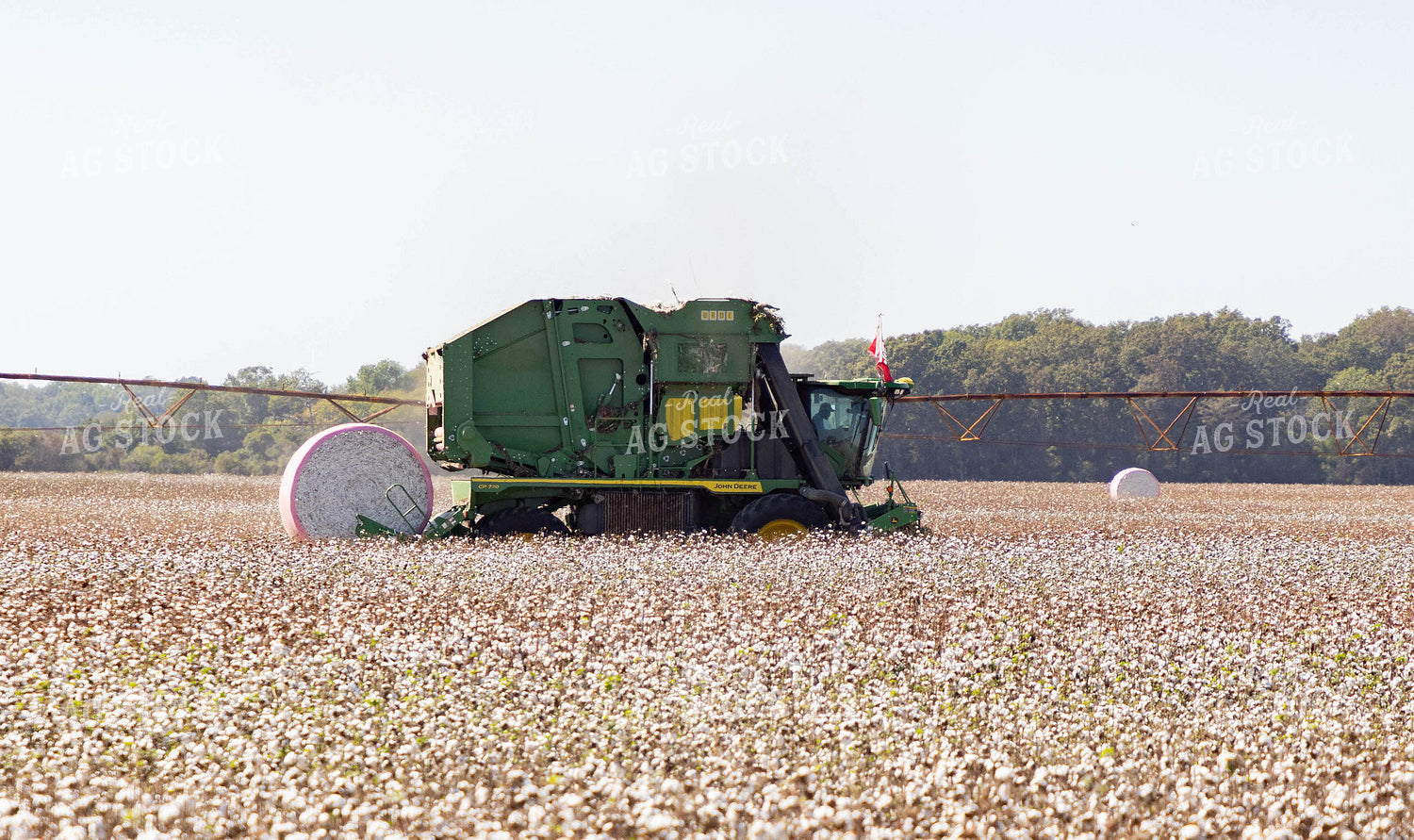 Rice Harvest 79382