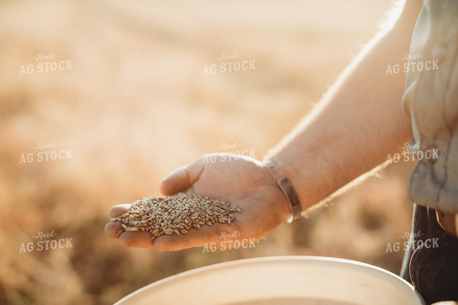 Farmer Agronomist Holding Rye Seed in Hand 5864