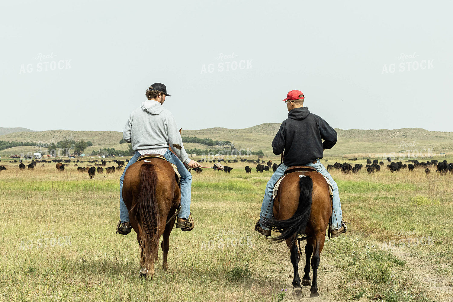 Ranchers on Horses in Cattle Pasture 114057