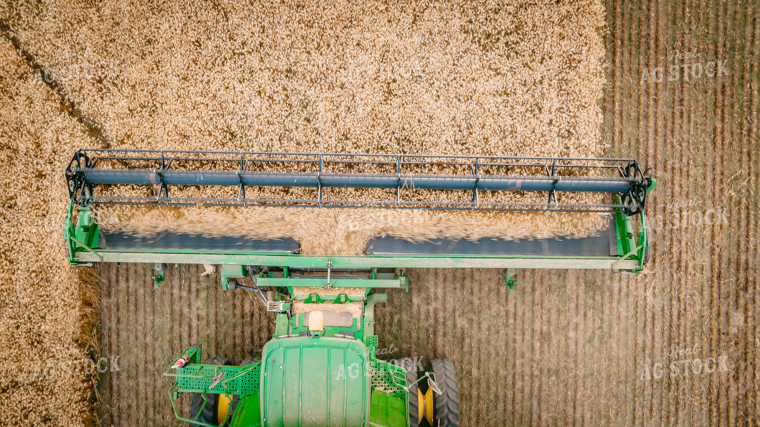 Wheat Harvest 56698