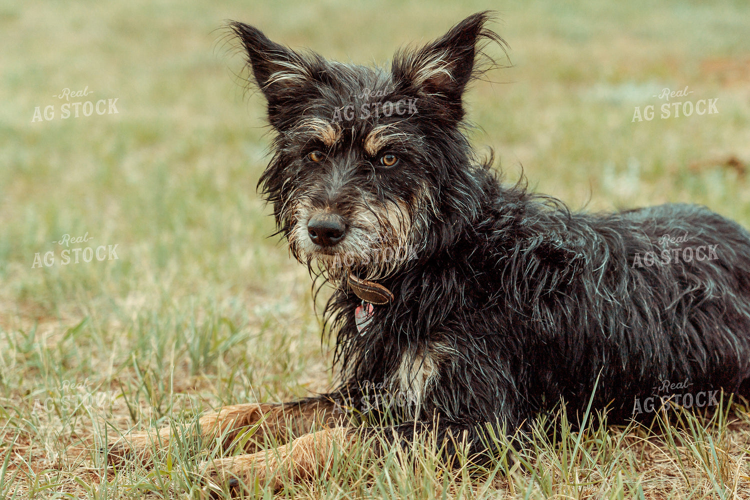 Ranch Dog 58076