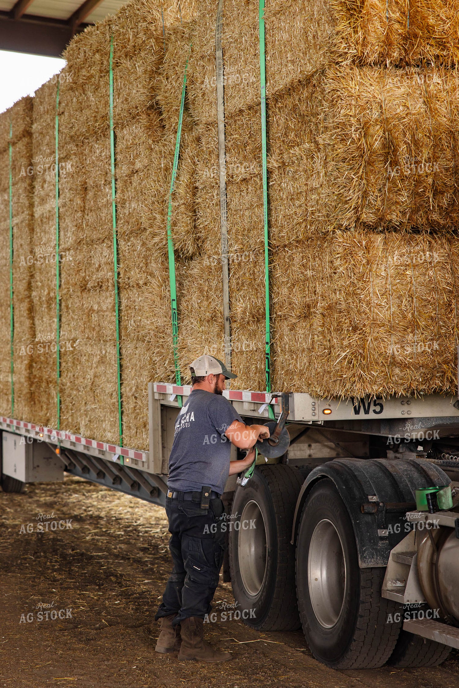 Farmer Securing Wheat Straw Bales 152671