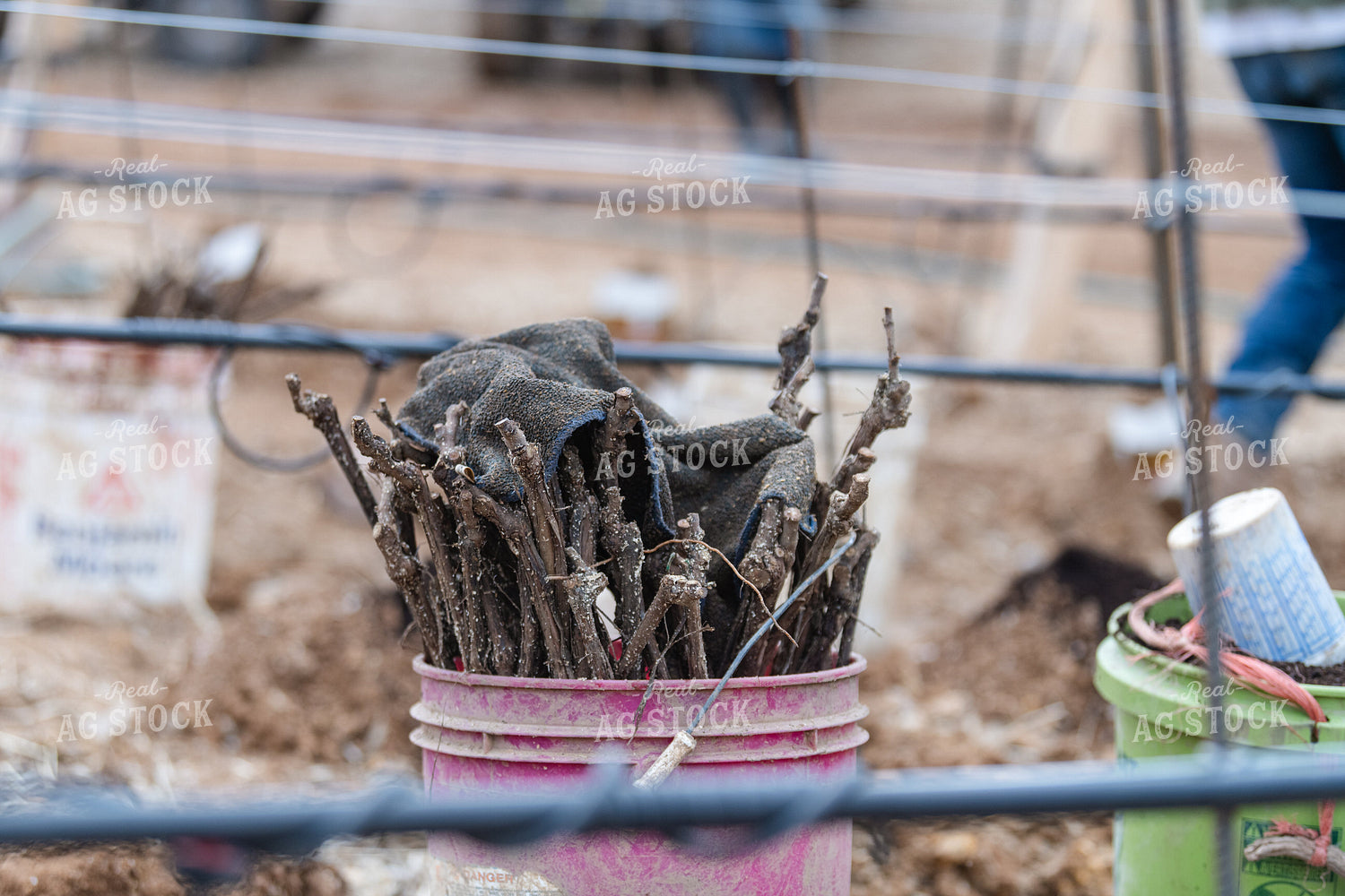 Vineyard Grape Production 107034