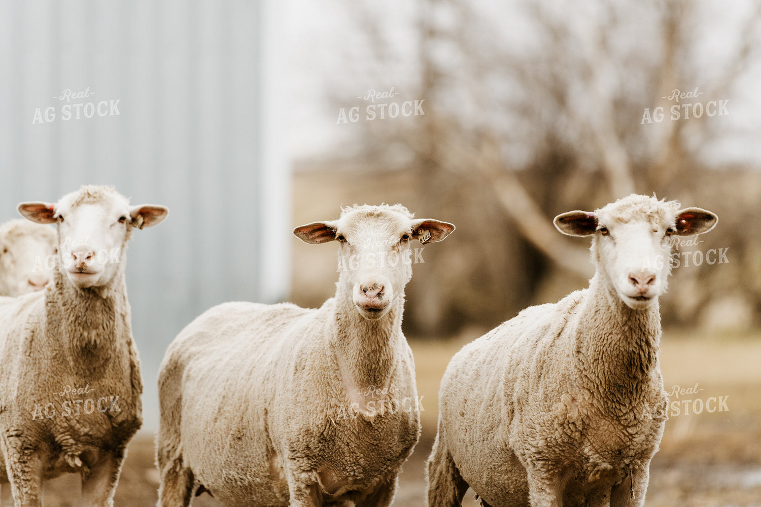 Sheep in Farmyard 68143