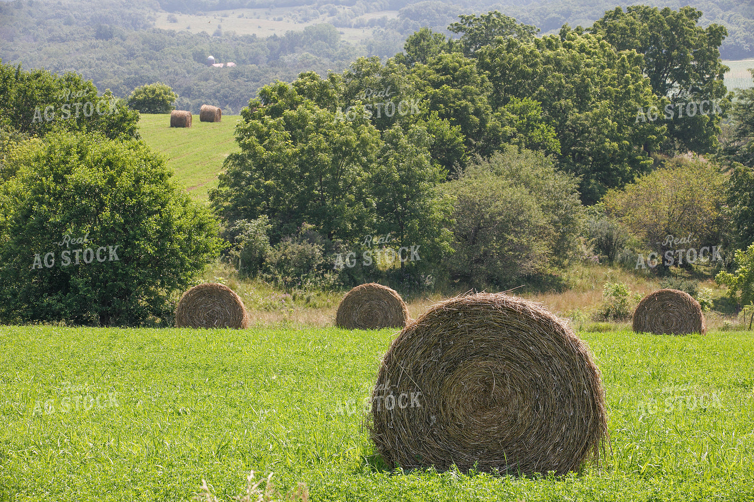 Round Bales 145044