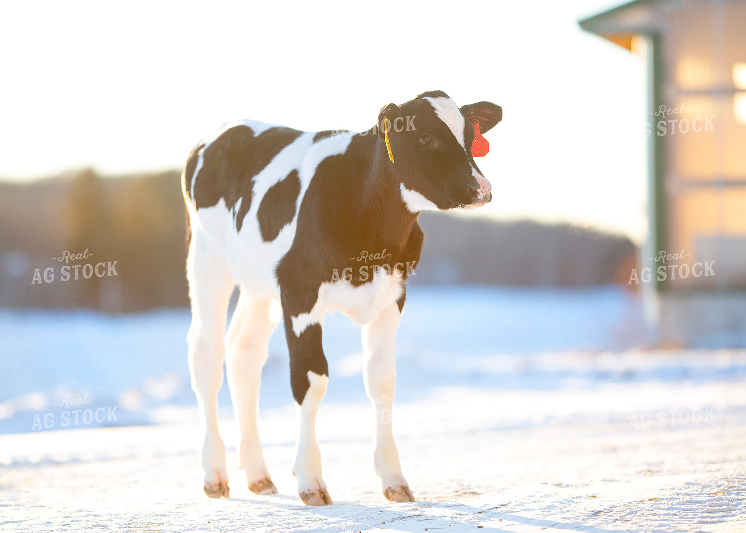 Holstein Calf 55014