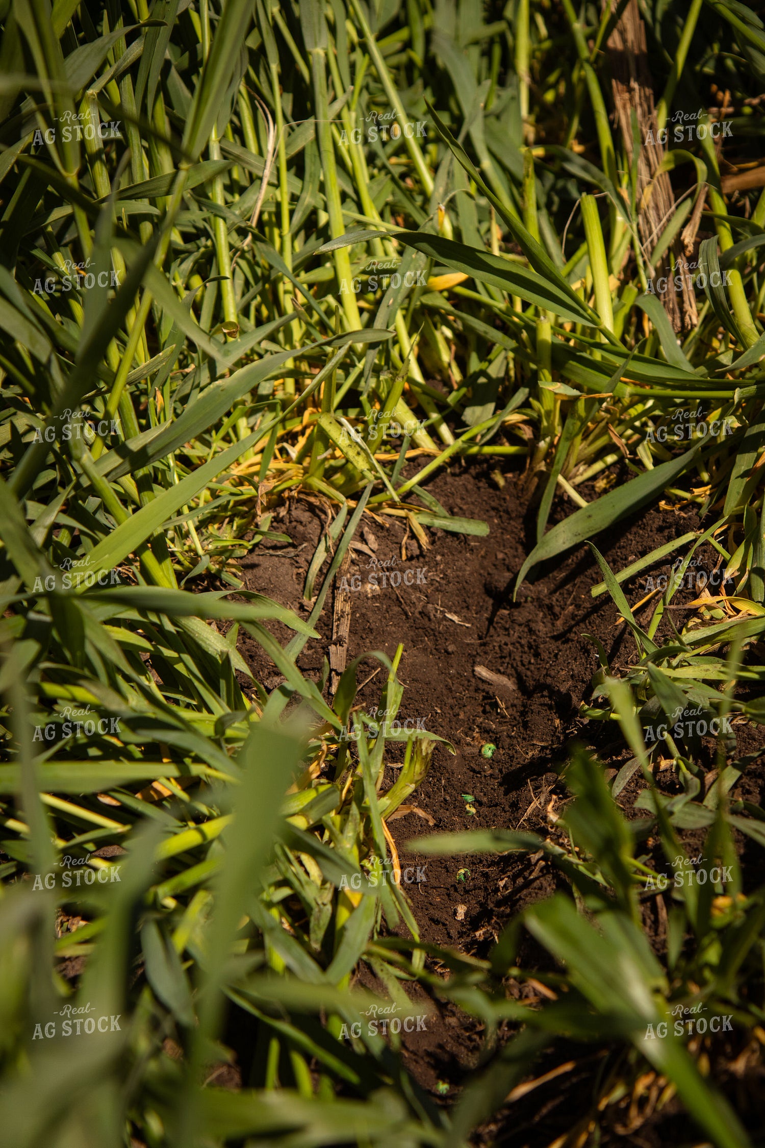 Seed Depth in Cover Crops 67685