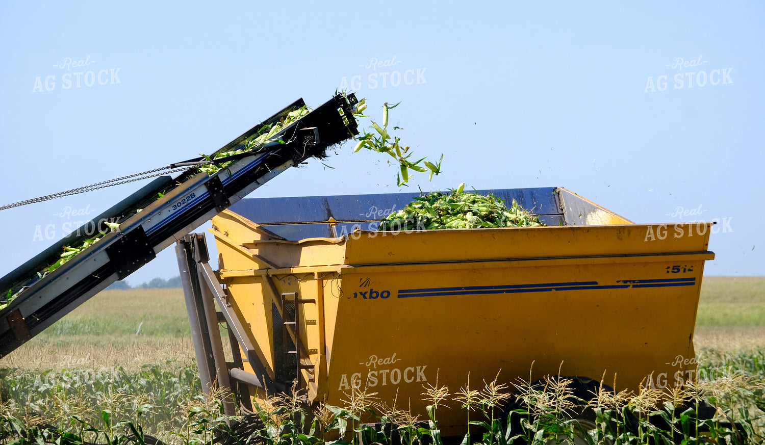 Sweet Corn Harvest 154102