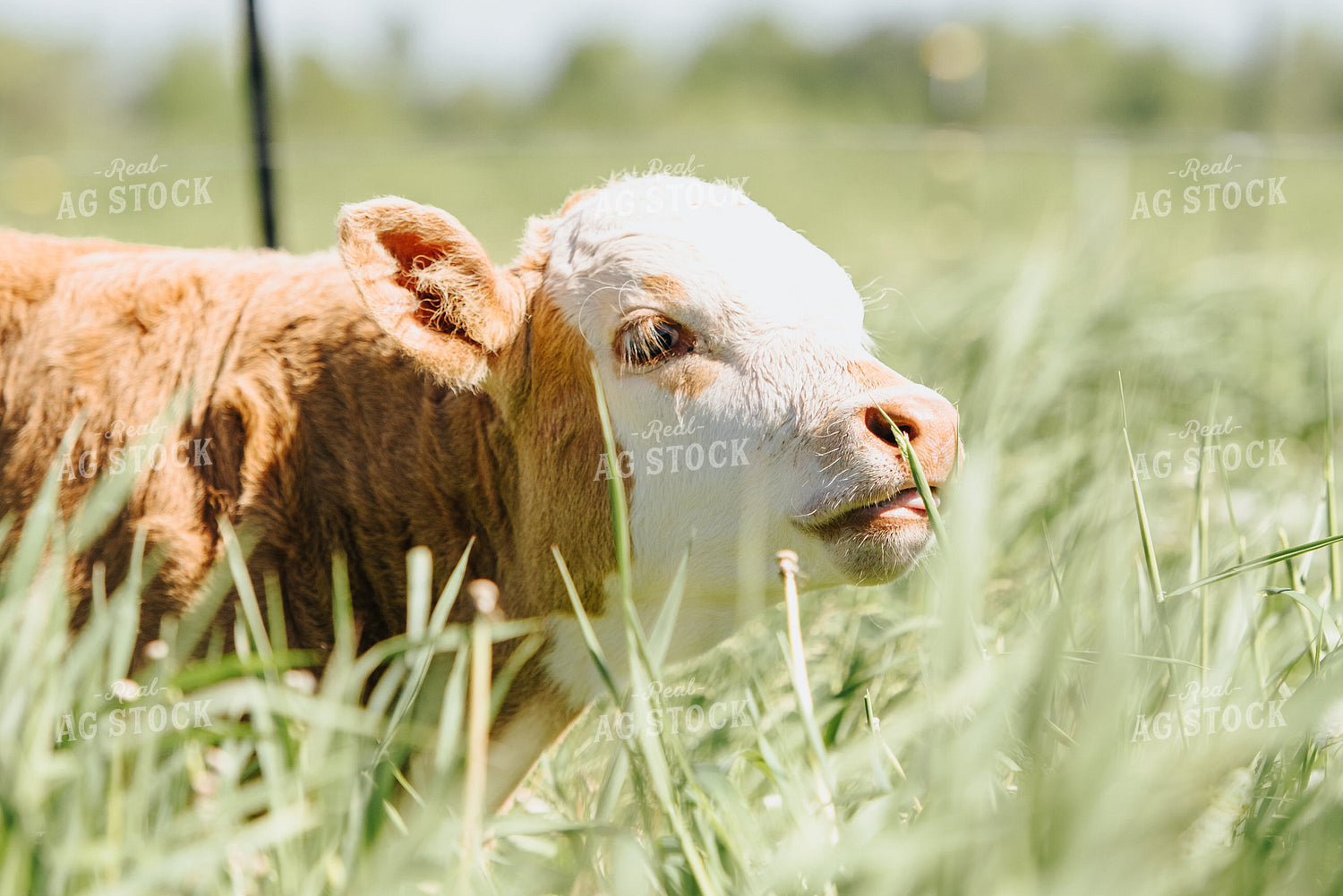 Hereford Calf in Pasture 68049