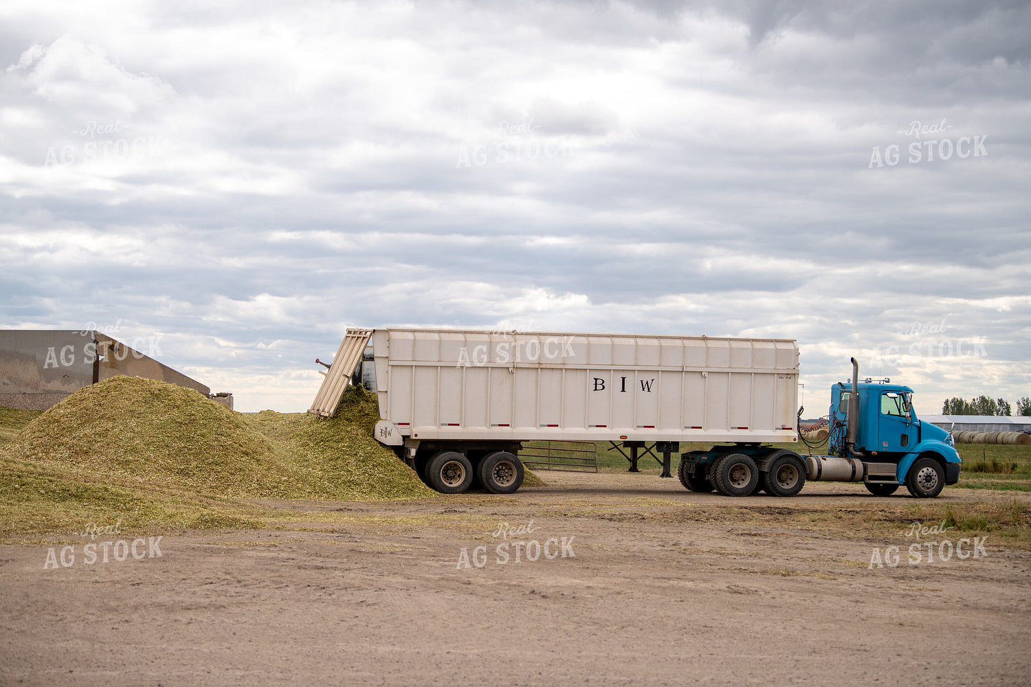 Silage Harvest 212078