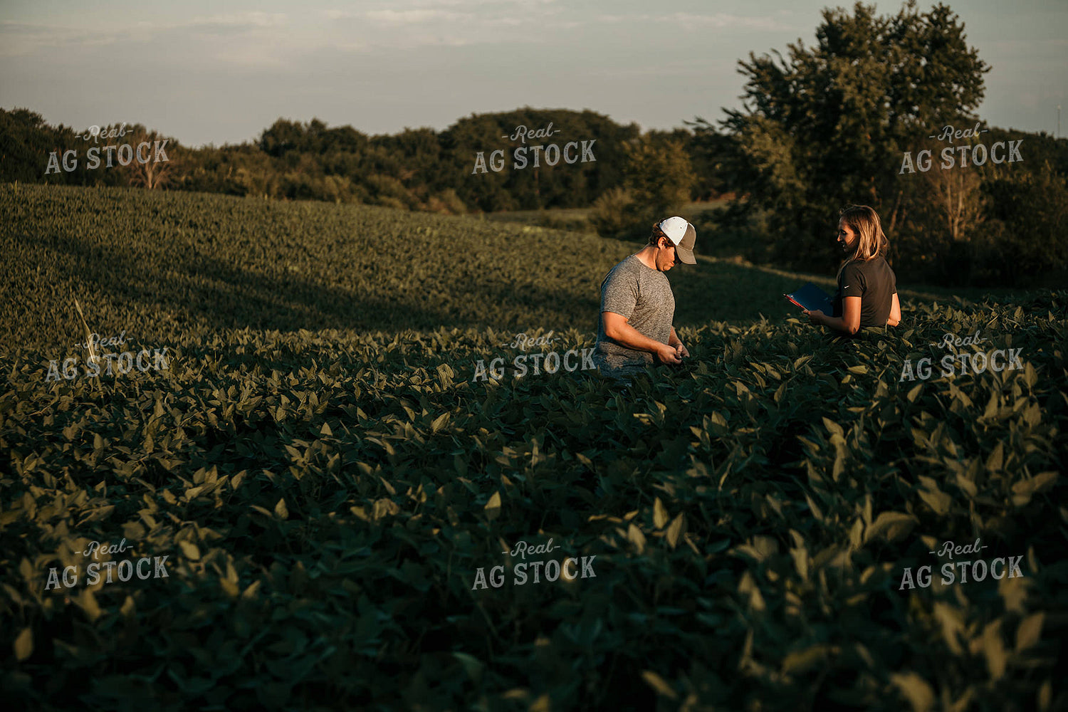 Farmer with Agronomist in Soybean Field 3181