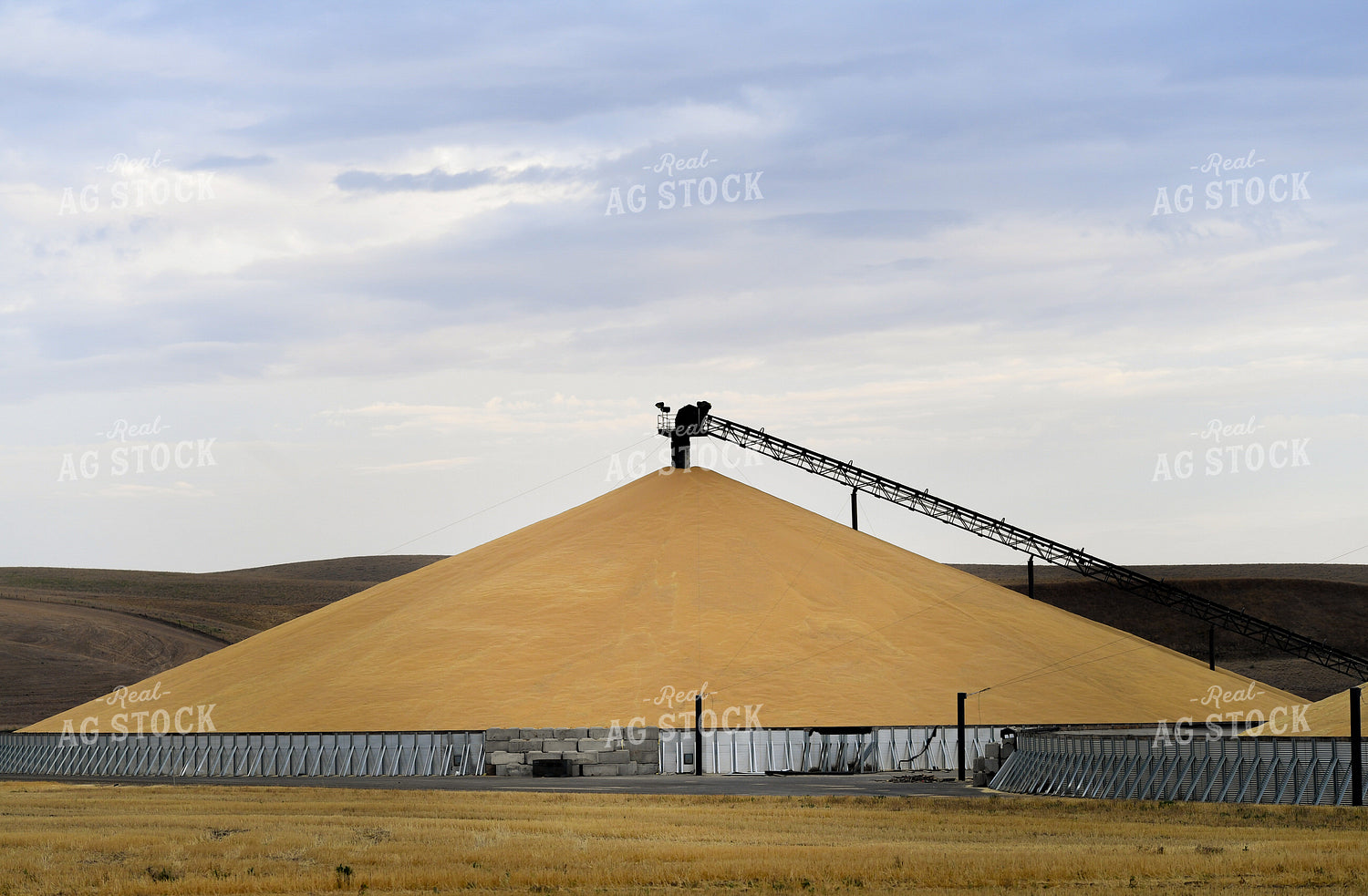 Harvested Corn Piled at Elevator 129040