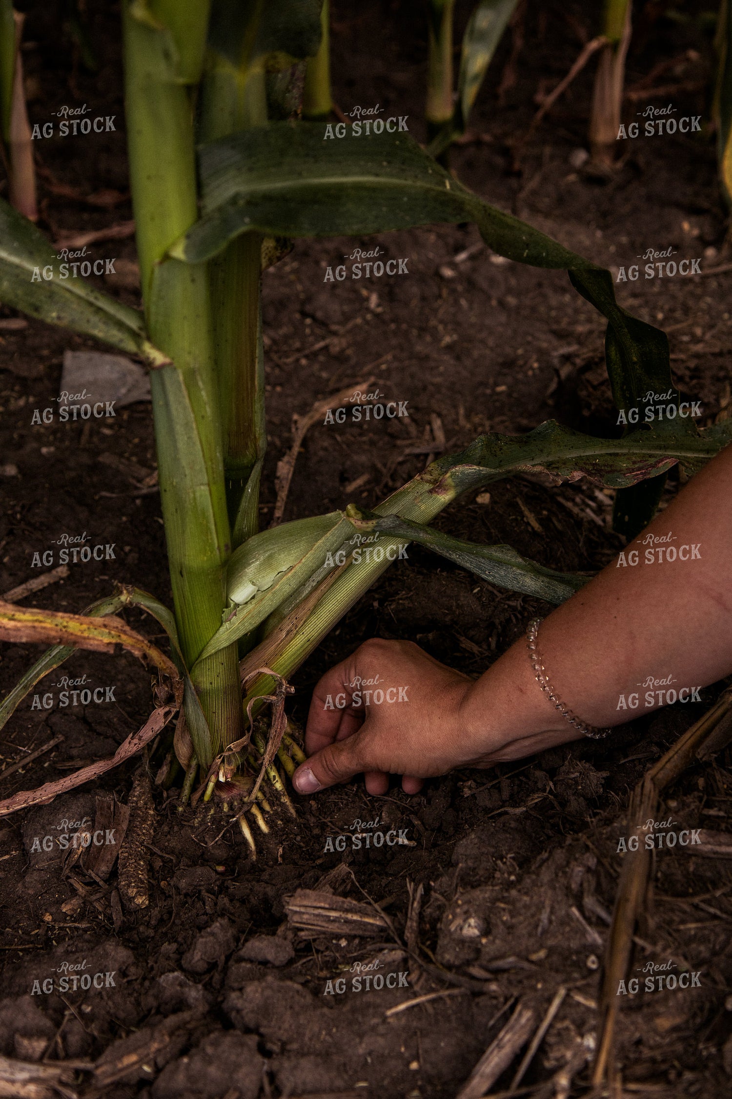 Checking Corn Roots 67420