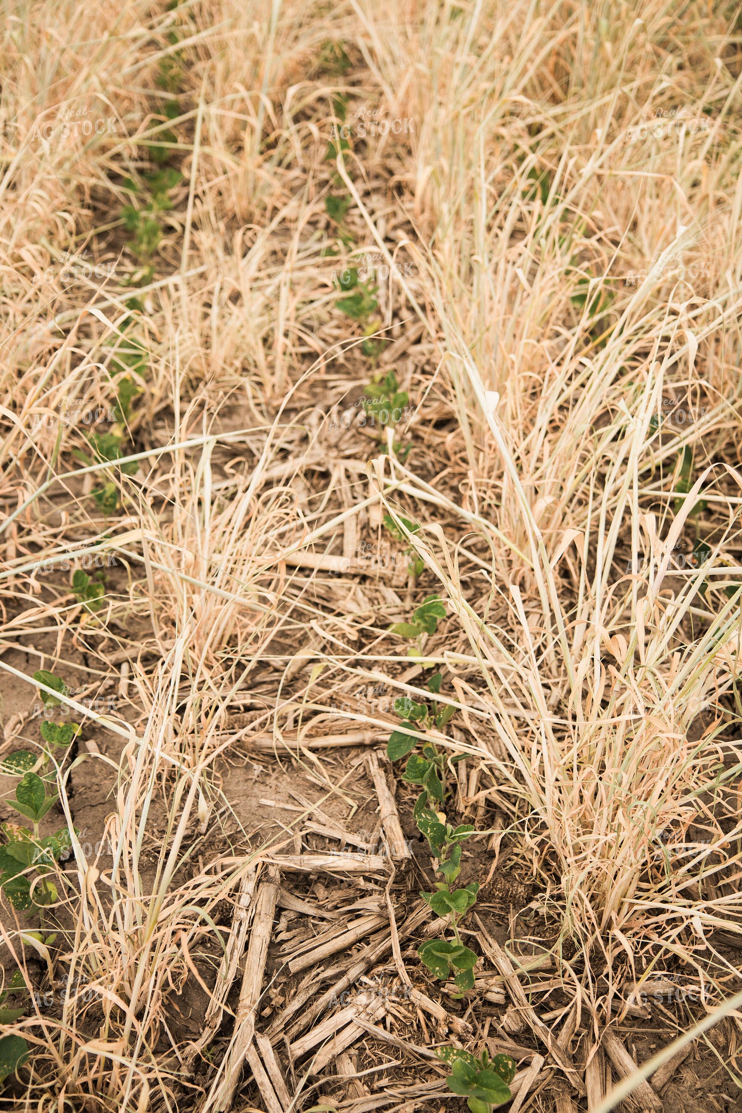 Soybeans Growing in Cover Crop 67349