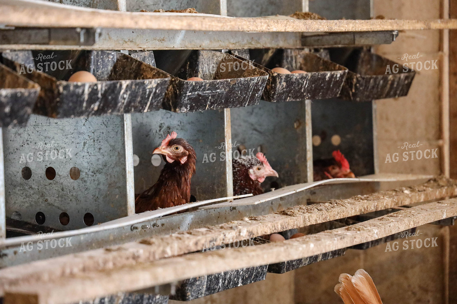 Chickens 161064