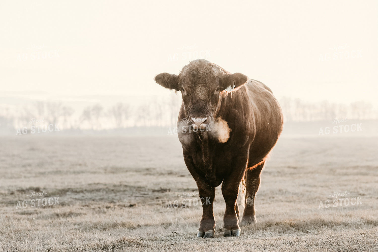 Black Angus Cow 64176