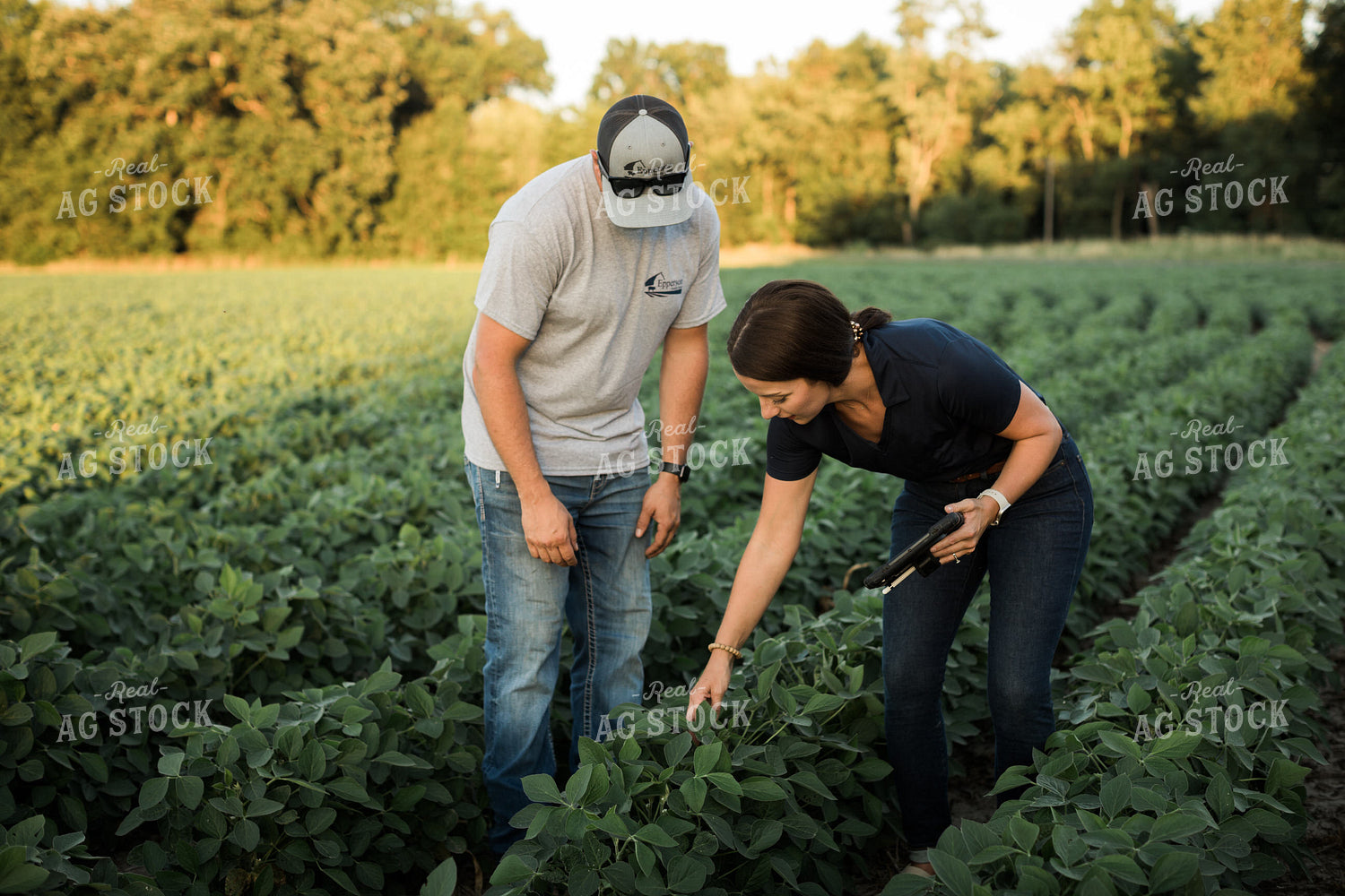 Agronomist and Farmer Scouting Soybean Field 6104