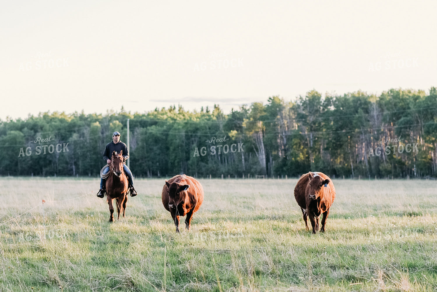 Cattle and Rancher on Horseback 64065