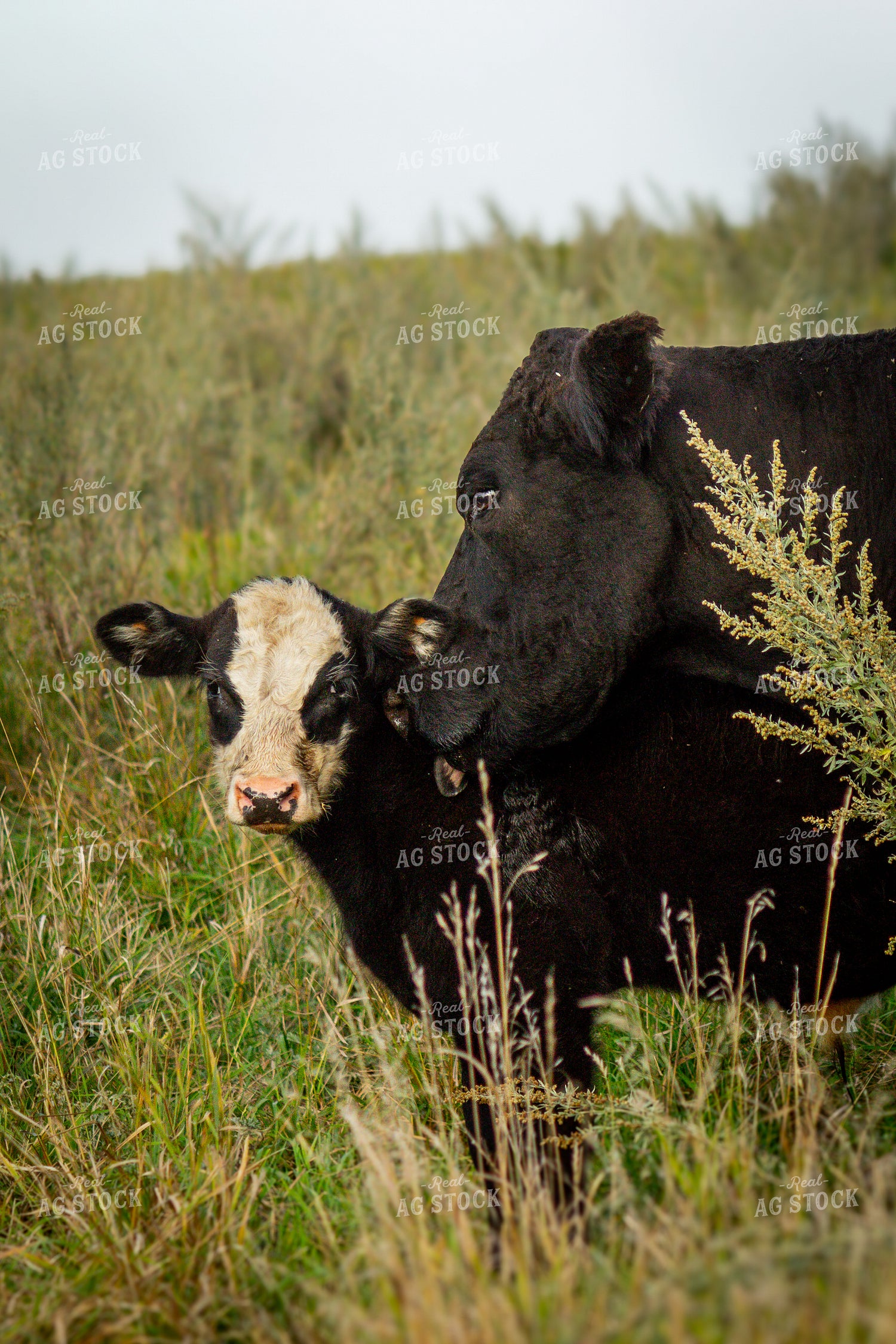 Black Baldy Calf & Cow 155075