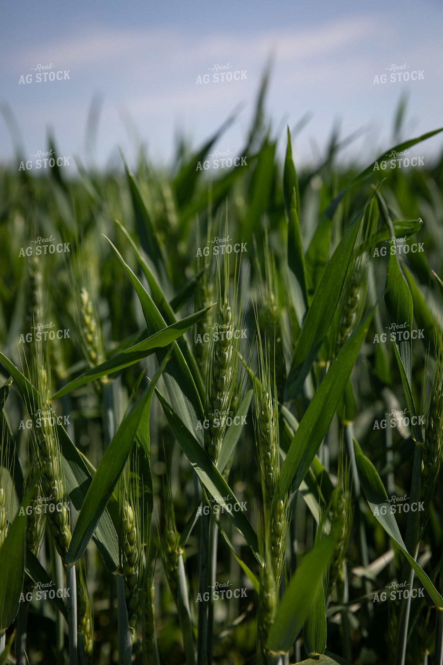 Lush Green Wheat Field Under Clear Blue Sky 238013