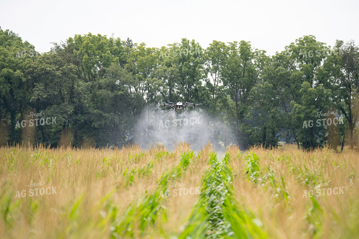 Drone Service Applying Fungicide 168066