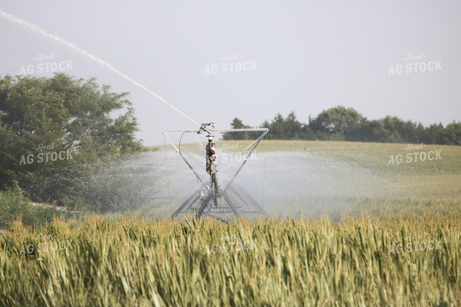 Irrigated Corn Field 82152