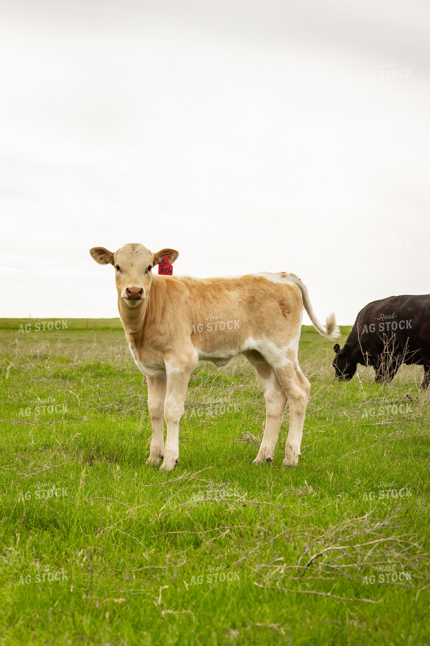 Longhorn Calf 155213