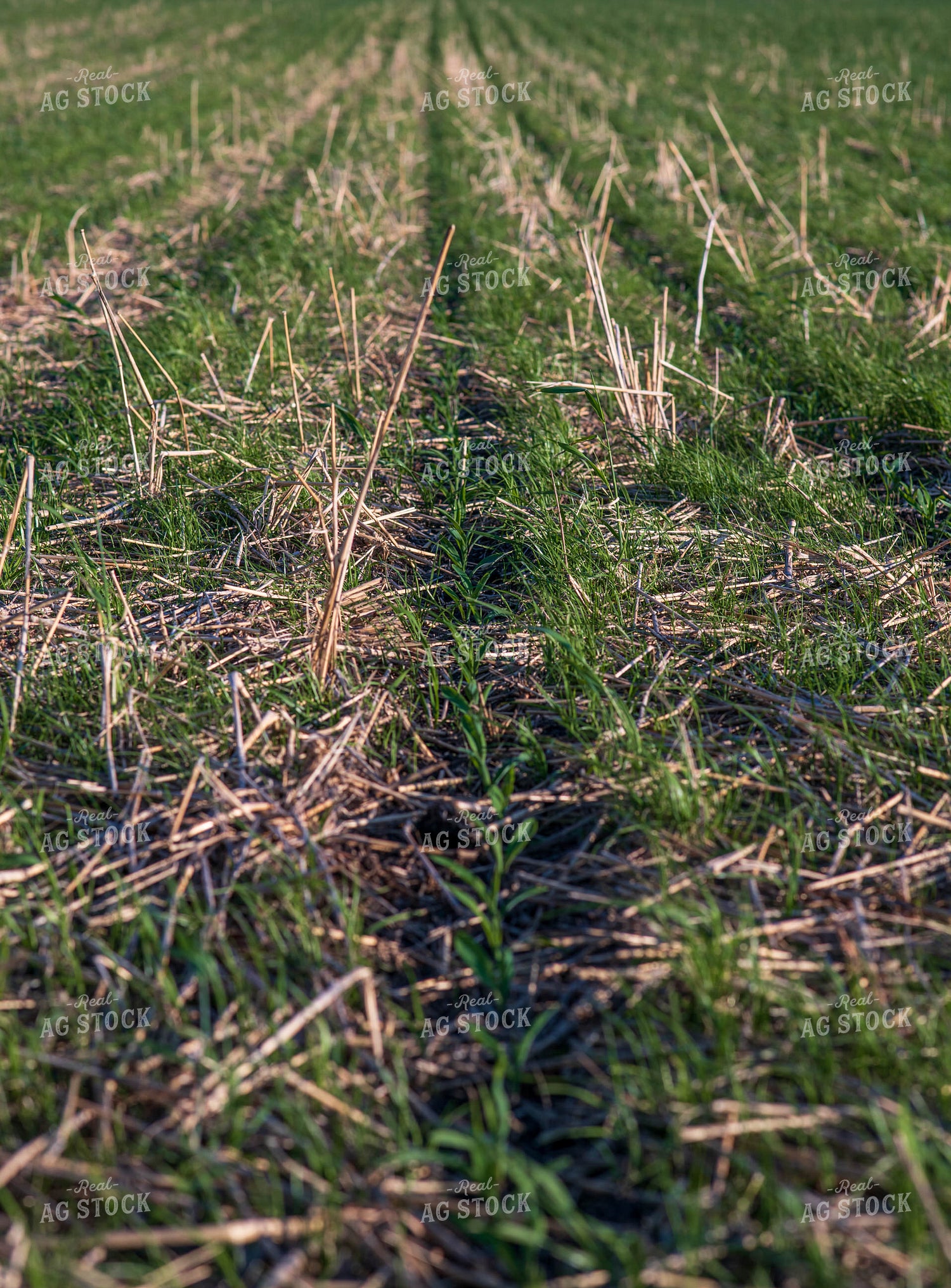 Cover Crop Field 76123