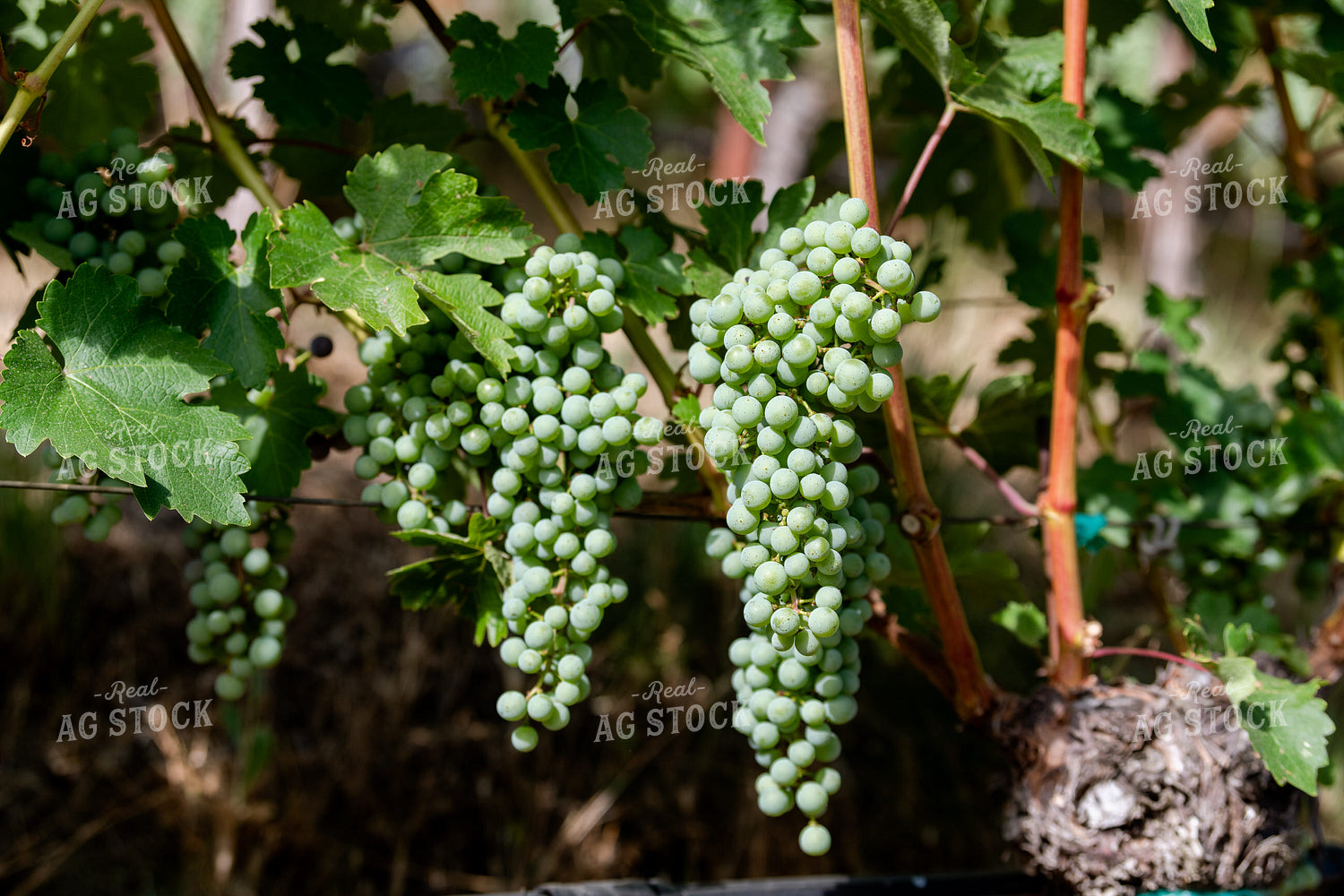 Vineyard Grape Production 107072
