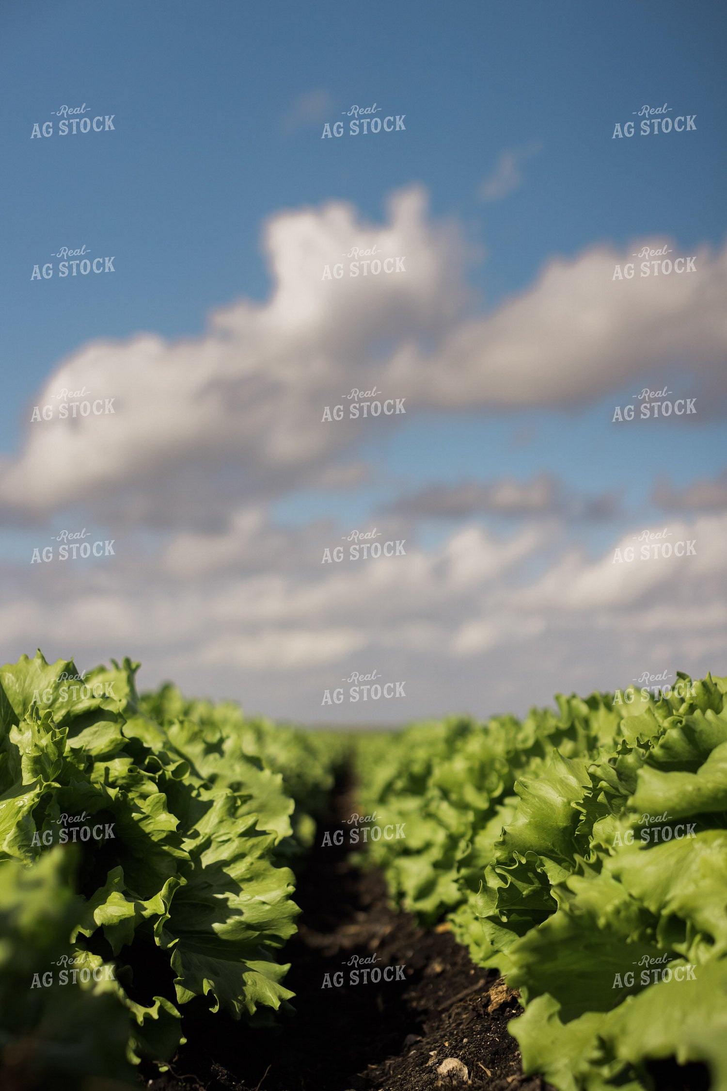 Iceberg Lettuce Field 7351