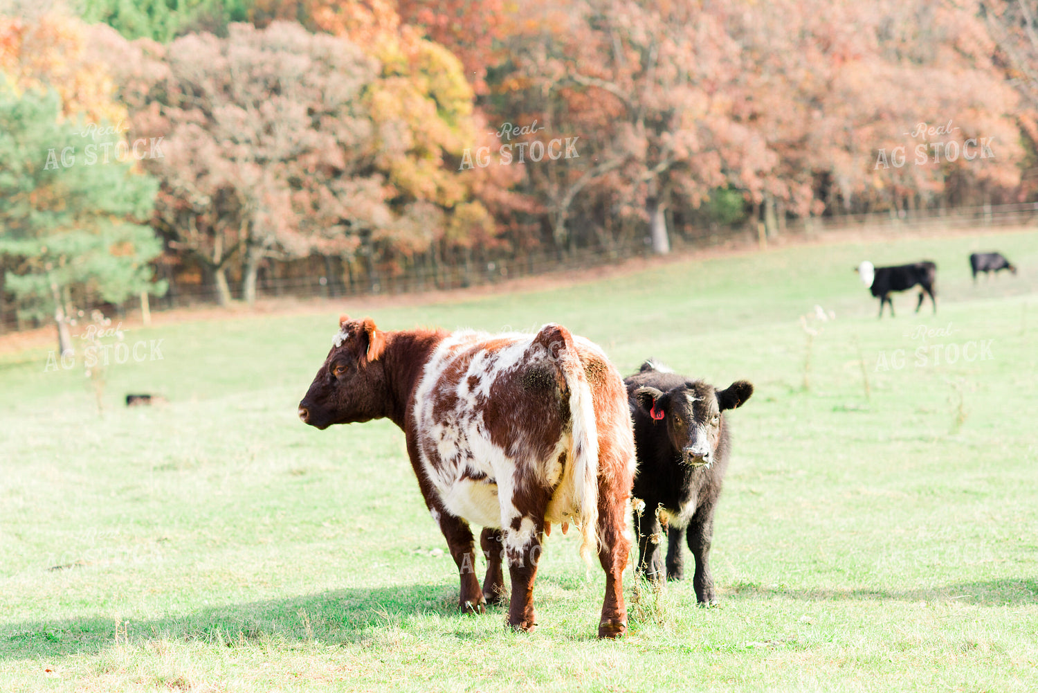 Red Roan Cow and 74008