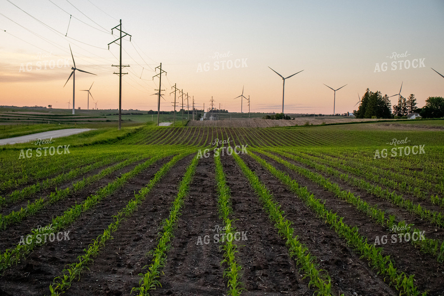 Corn Field with Windmills 67121