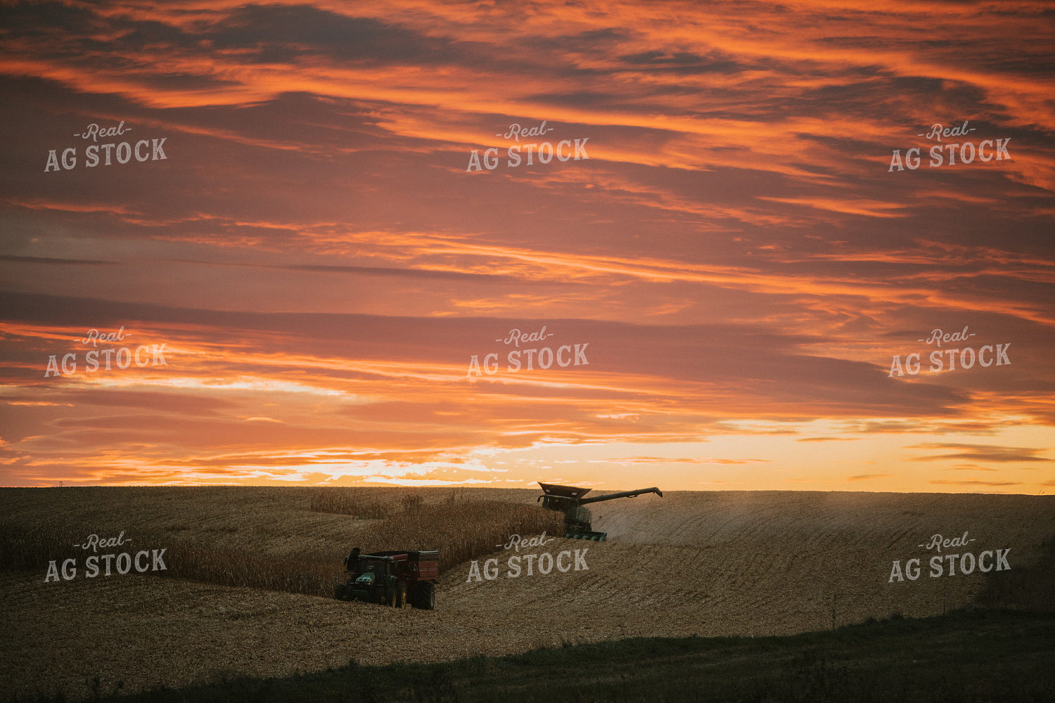 Corn Harvest at Dusk 6915