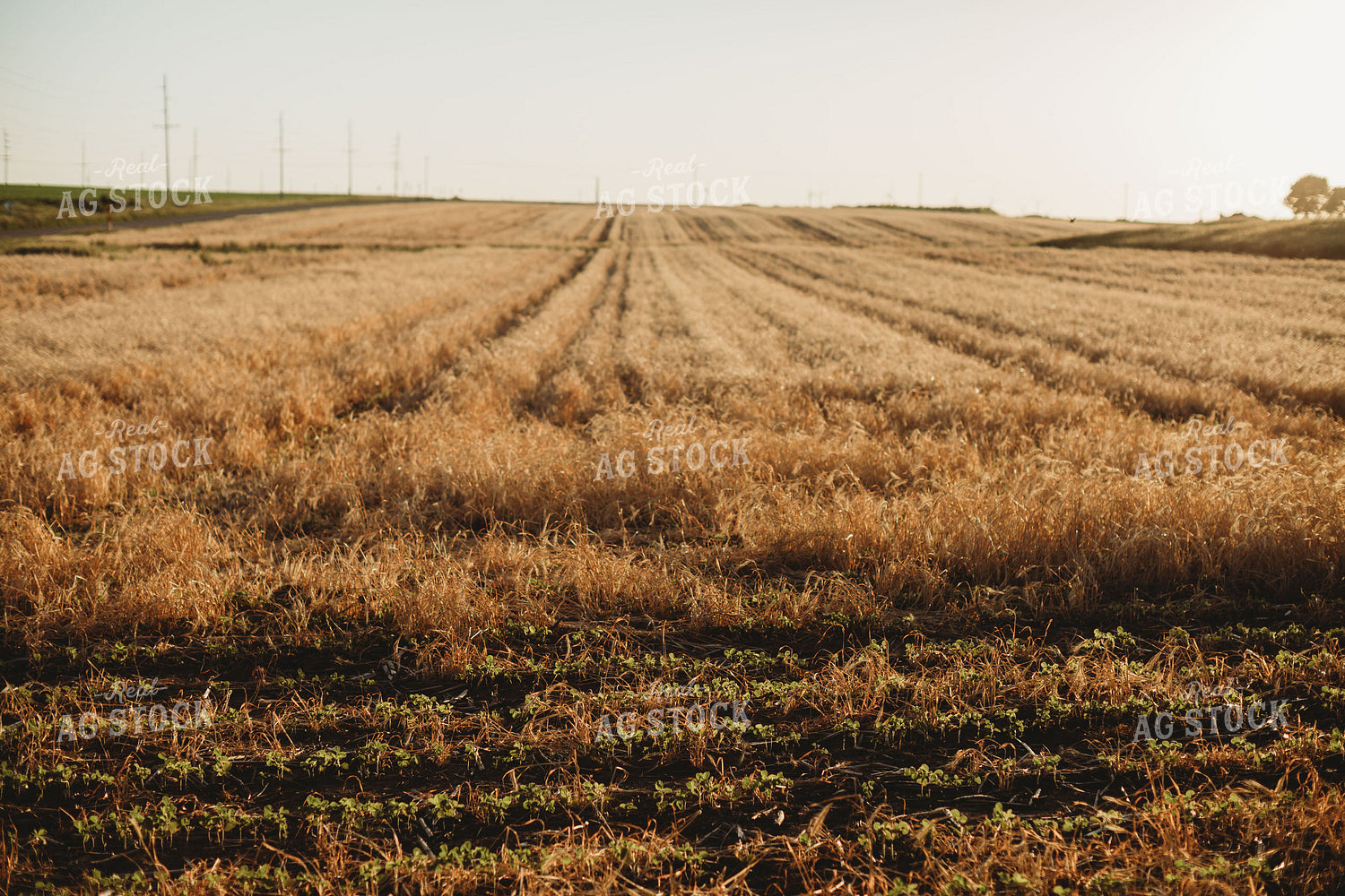 V3 Soybeans in Rye Cover Crop 5869