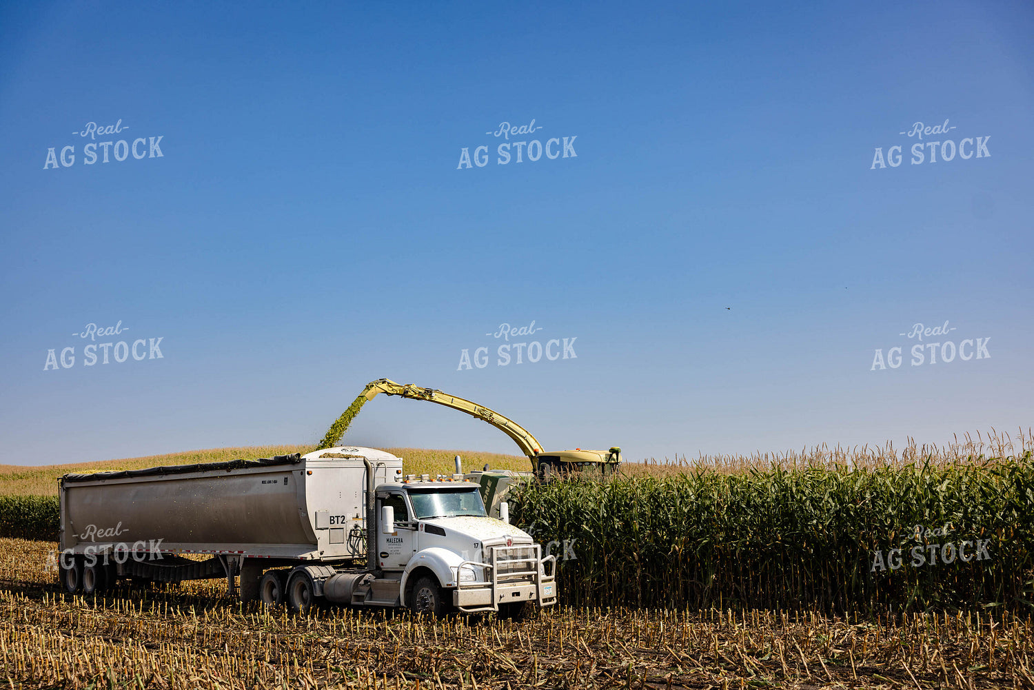 Chopping Corn Silage 152538