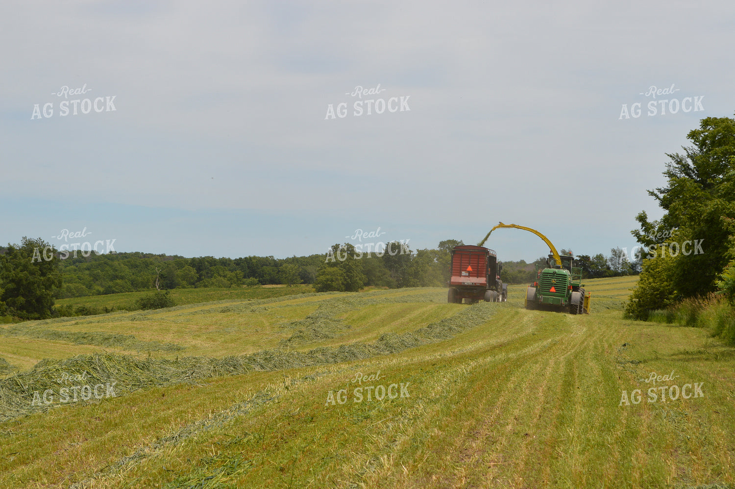 Harvesting Hay Silage 206055