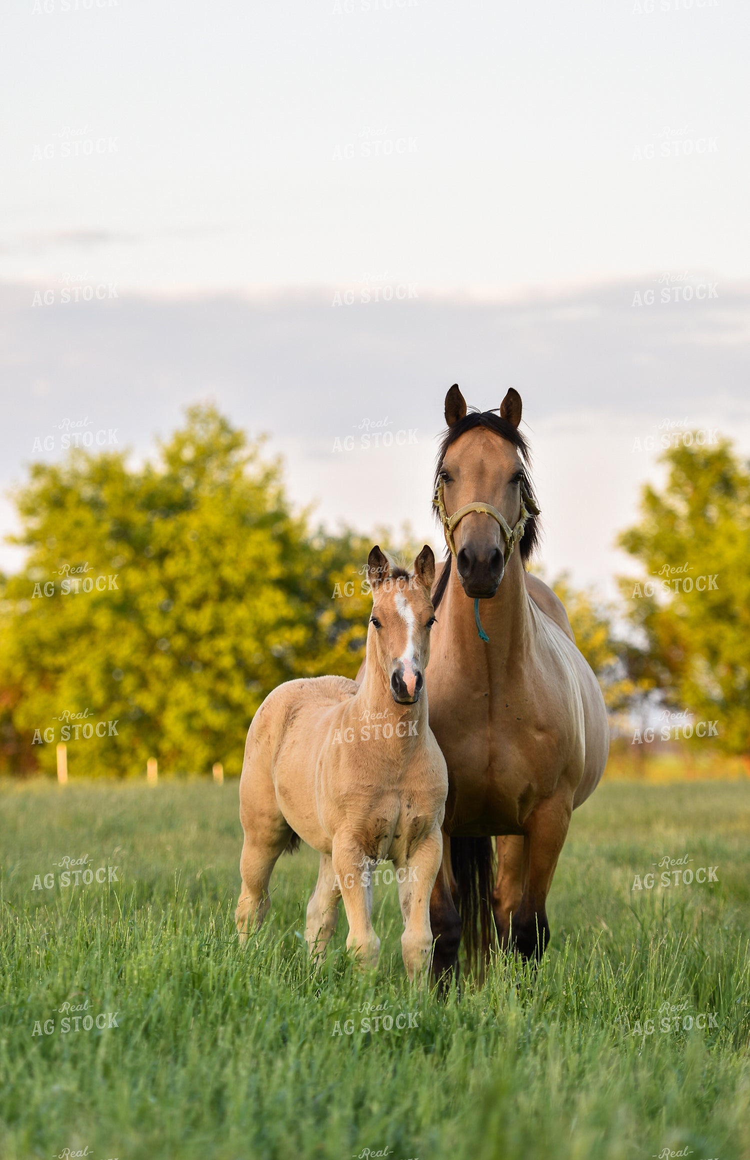 Horse and Foal in Pasture 120010