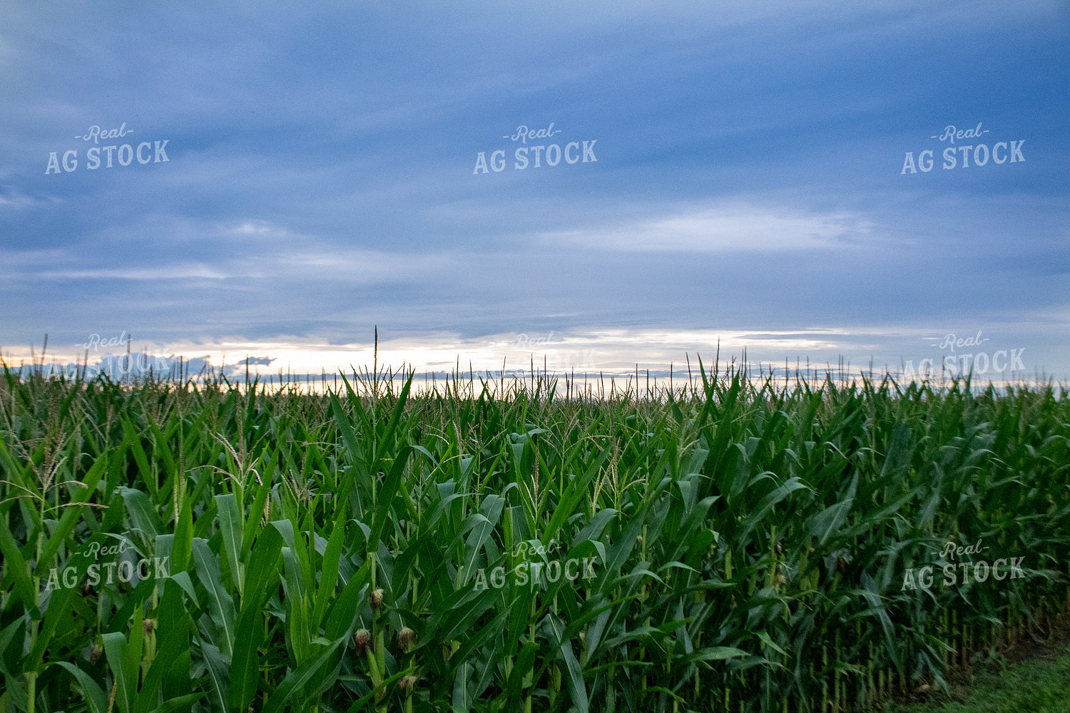 Storm Over a Corn Field 25284