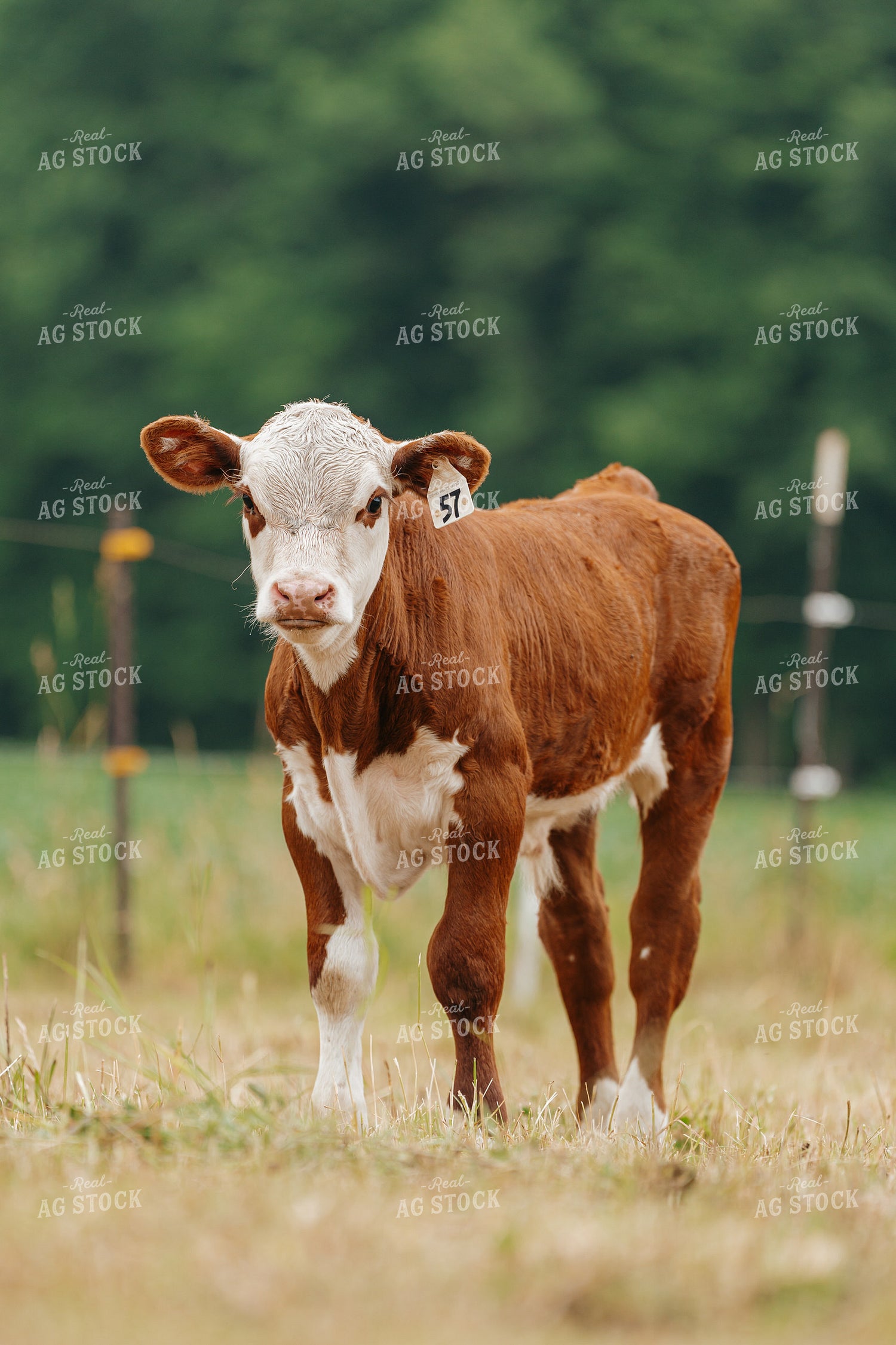 Hereford Calf on Pasture 68179