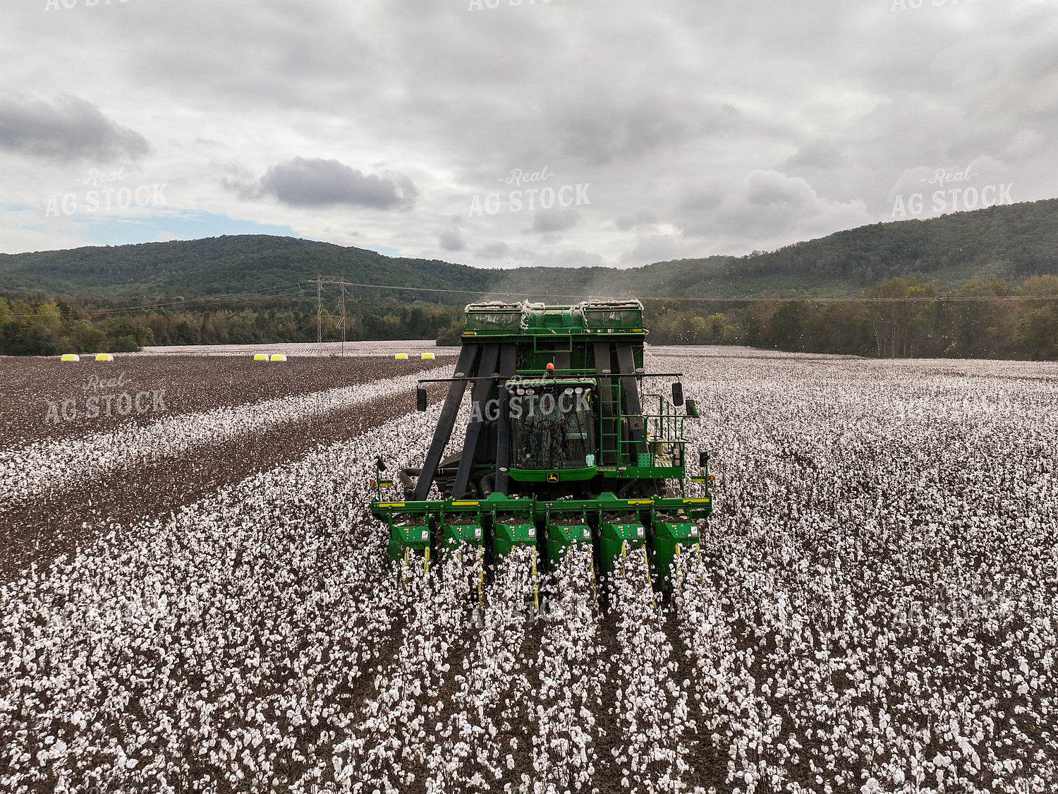 Cotton Harvest 128109
