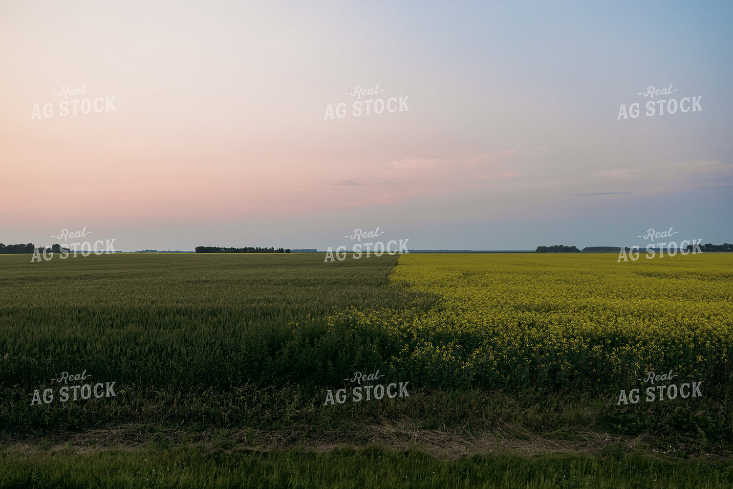Wheat and Canola Fields 204026